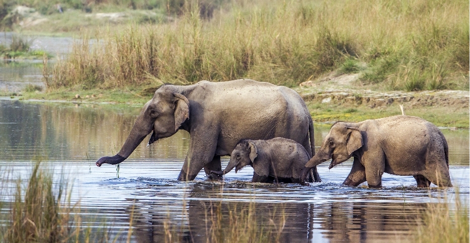 A family of elephants crossing a river