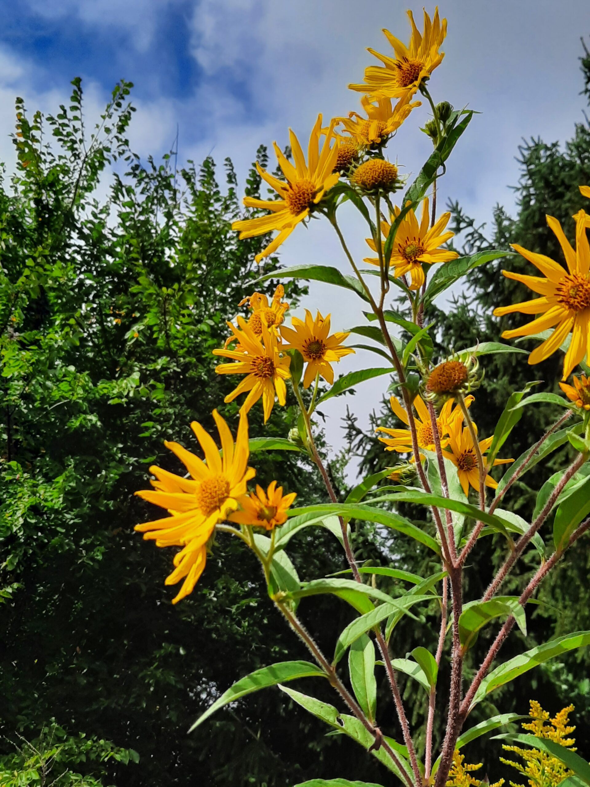 Tall yellow wildlflowers.