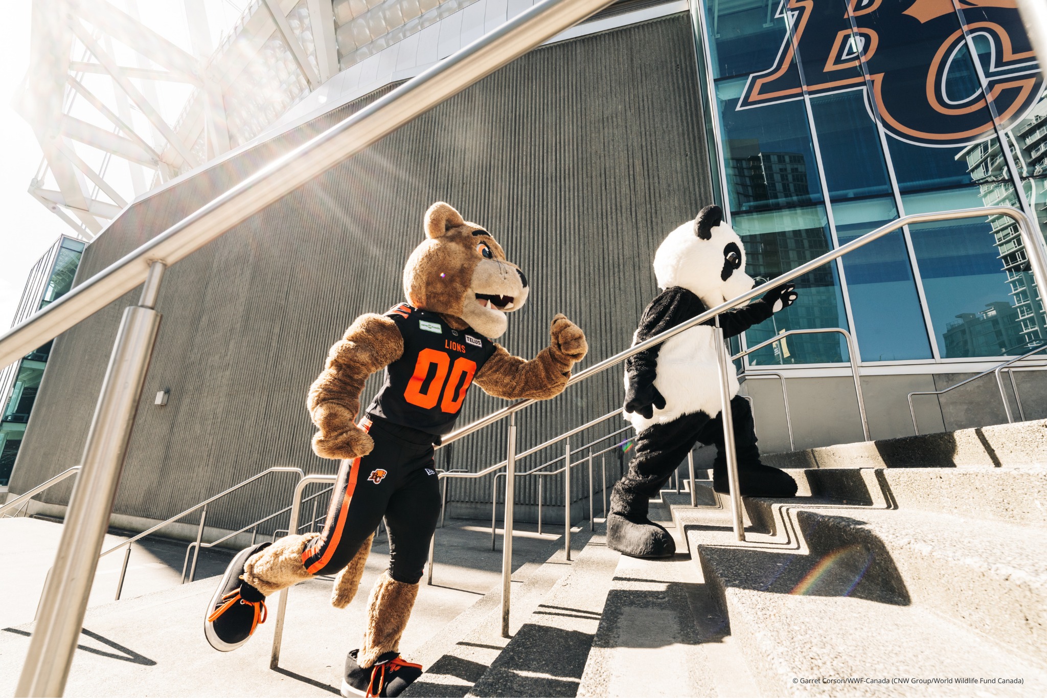 WWF's panda mascot races the BC Lions' mascot Leo at BC Place