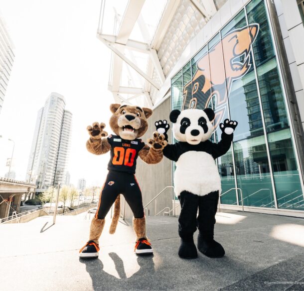 WWF's panda mascot races the BC Lions' mascot Leo at BC Place