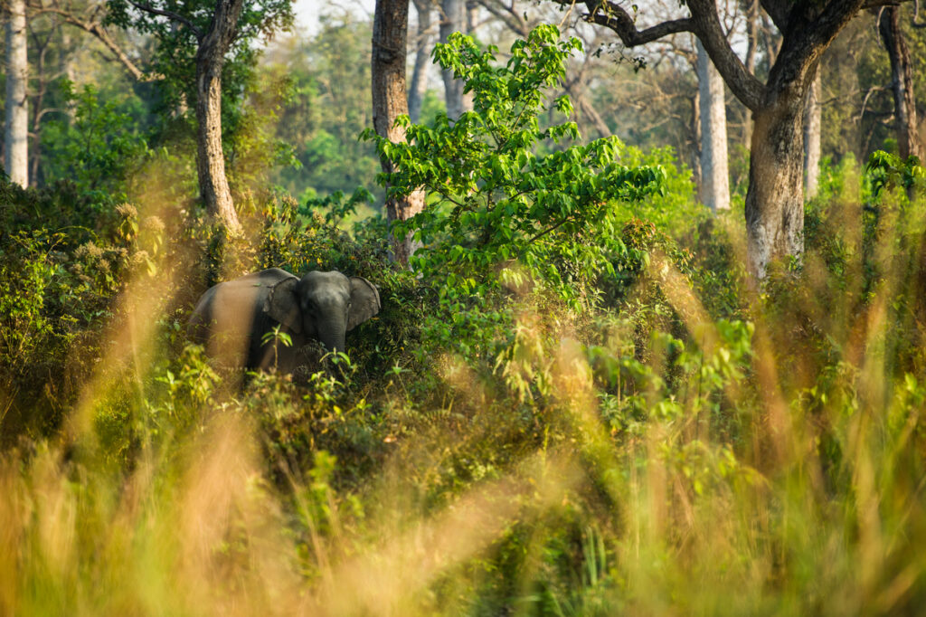 Un éléphant vu au loin, à travers la végétation.