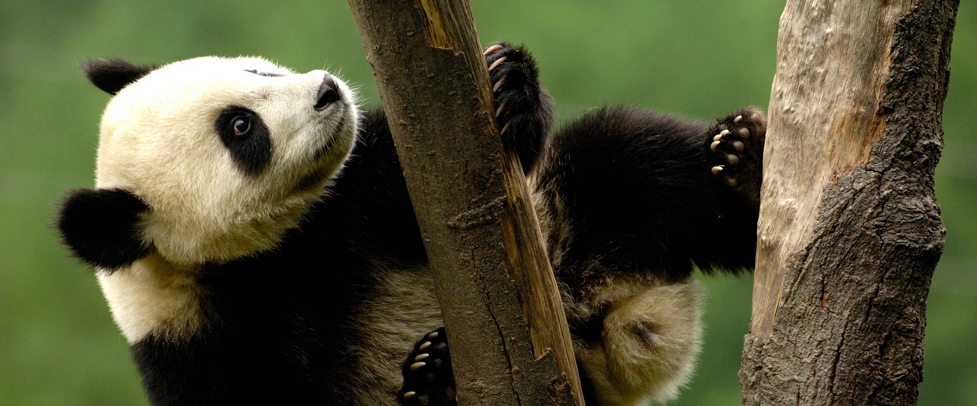 Juvenile giant panda (Ailuropoda melanoleuca) climbing a tree, Wolong China Conservation and Research Centre for the Giant Panda within Wolong Reserve, Sichuan Province, China.