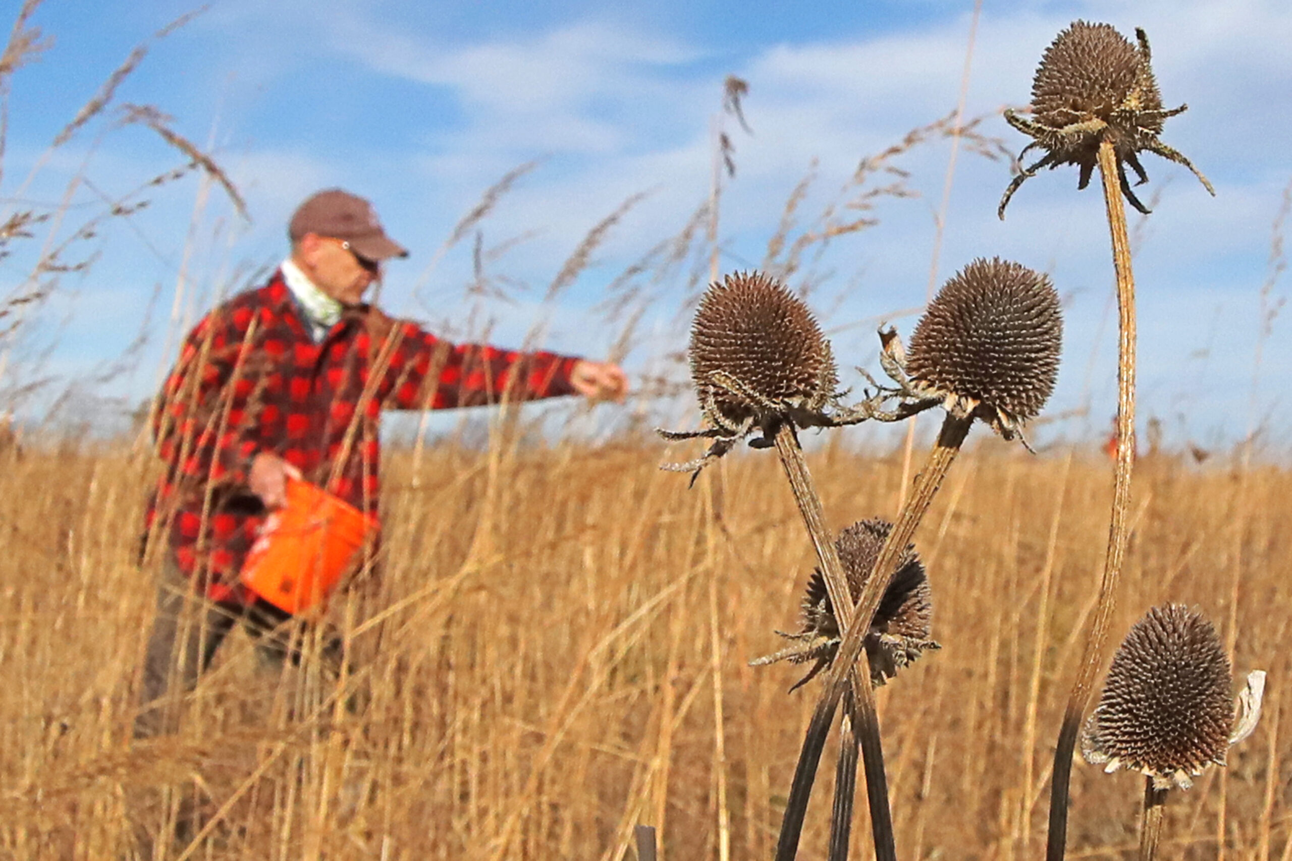 A person tosses native grass seeds in a field of native grasses.