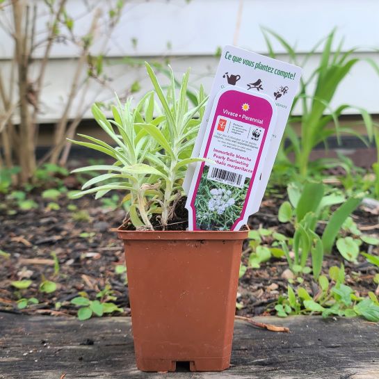 A young pearly everlasting plant in a four-inch pot posed in front of a garden.