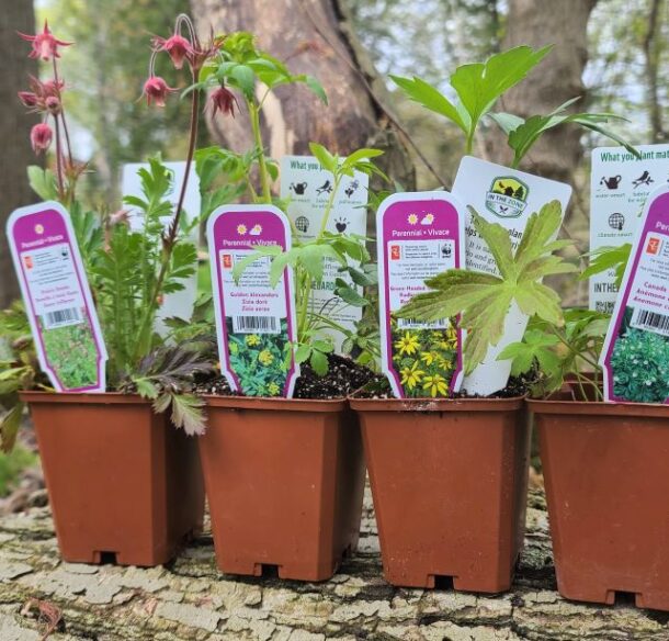 Four young native plants of different species in four-inch posts posed on a log