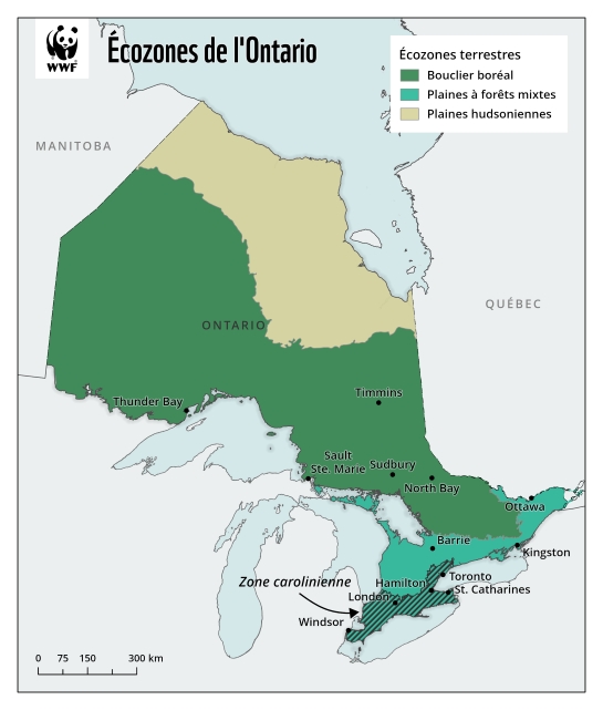 Carte montrant les écozones terrestres de l'Ontario : les Plaines hudsoniennes, le Bouclier boréal et les Plaines à forêts mixtes.