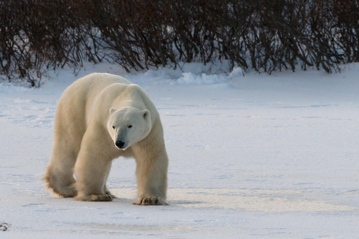 Polar bear (Ursus maritimus), Churchill, Canada