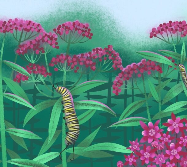 Three smooth, striped caterpillars climb on the leaves and stems of plants topped with clusters of small pink flowers.