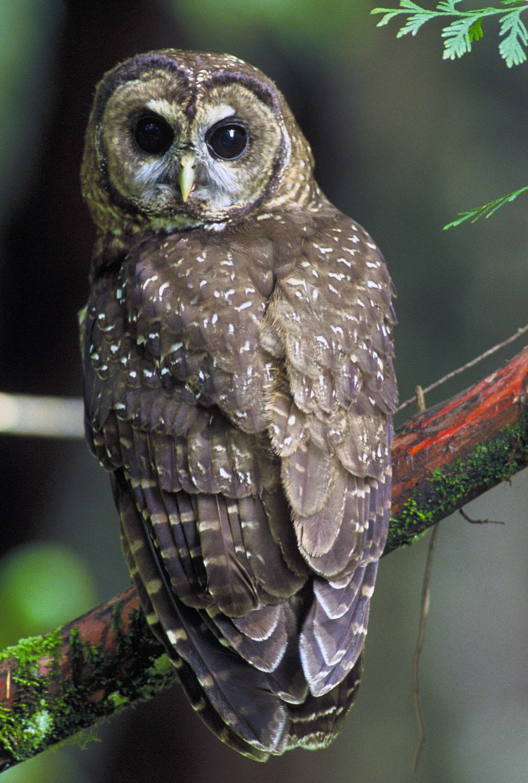 Close-up of a northen spotted owl