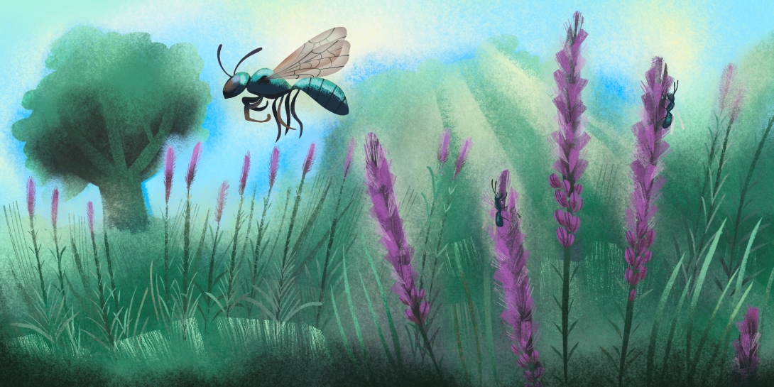 A shiny dark green bee flies past a patch of tall purple flowers where two other bees are foraging.