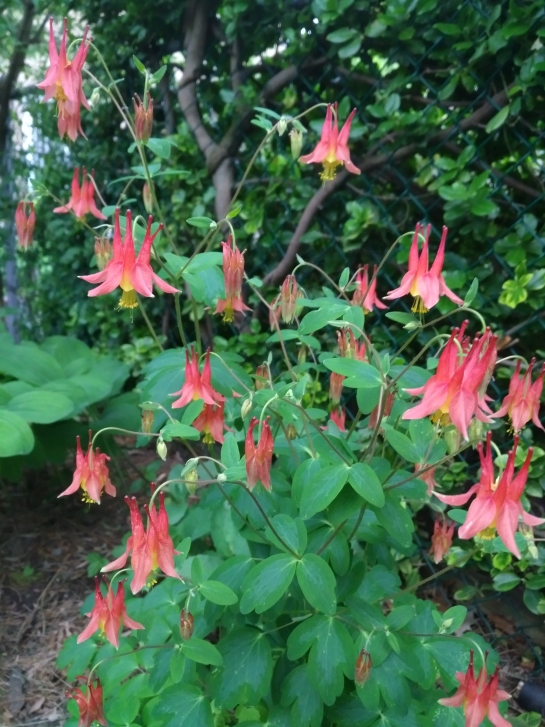 A columbine plant adorned with dozens of flowers blooming in a garden.