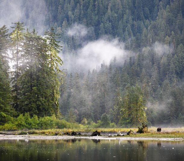 A lone Grizzly bear near the water dwarfed by surrounding trees and mountains