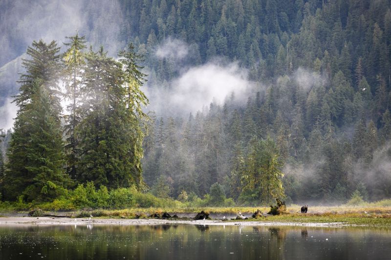 A lone Grizzly bear near the water dwarfed by surrounding trees and mountains