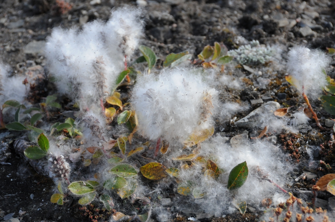 Tiny seeds covered in snowy white fluff emerge from short-stemmed plants growing out of rocky soil.