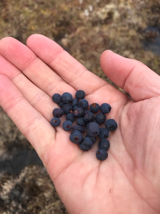 Two dozen or so dark blue berries sit in the palm of a hand against a background of blueberry plants.