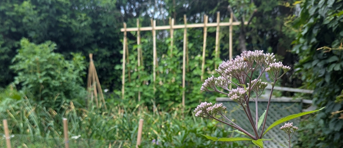 A cluster of small pale pink flowers begins to bloom in front of a garden filled with plants and trellises.