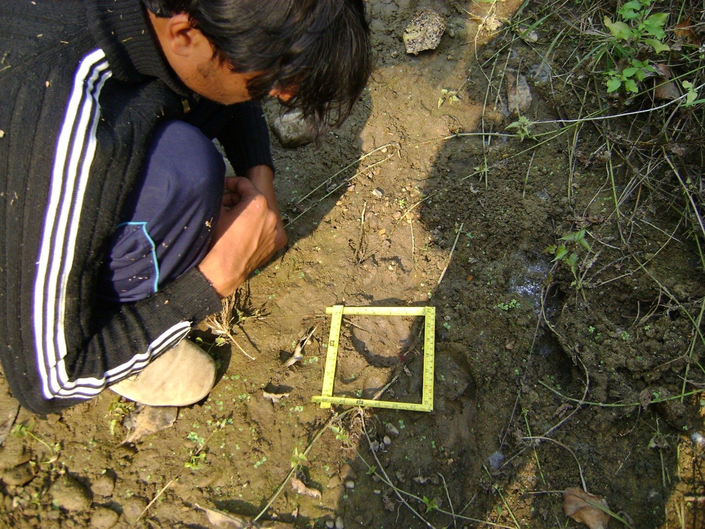 A man kneels in front of a tiger pugmark, collecting evidence of tigers' presence in the area. 