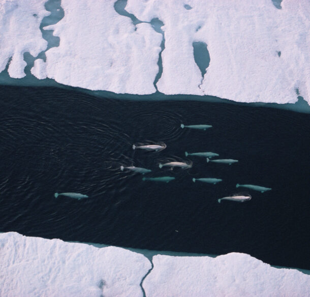 Aerial photo of a pod of white Beluga whales swimming through a break in the sea ice