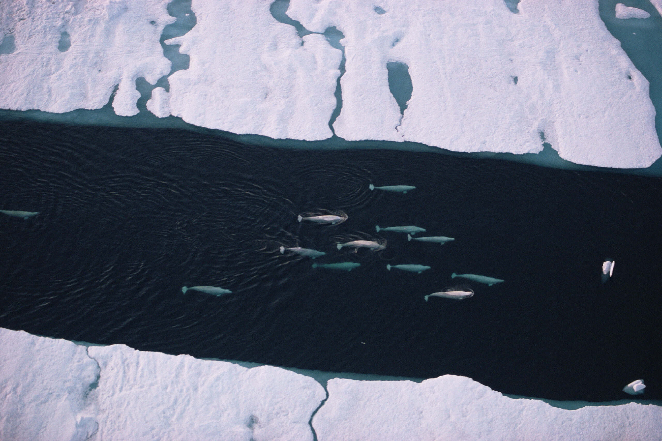 Aerial photo of a pod of white Beluga whales swimming through a break in the sea ice