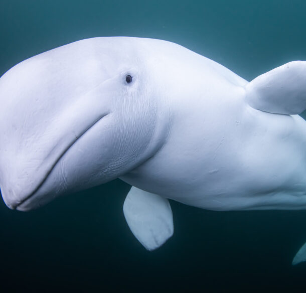 Close-up underwater photo of a white beluga whale