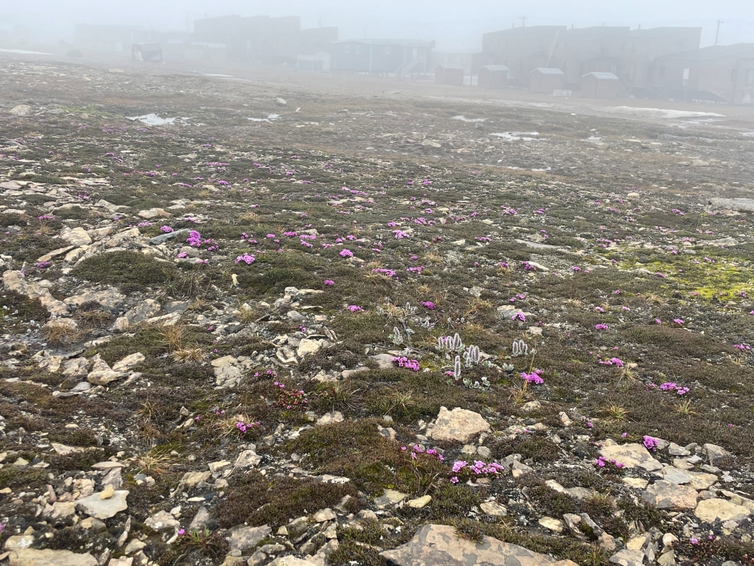 Clusters of flowers blooming surrounded by rocky ground with short vegetation with buildings and fog in the background.