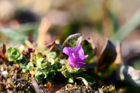 A small purple flower blooms on a short stem surrounded by small leaves fringed with hairs