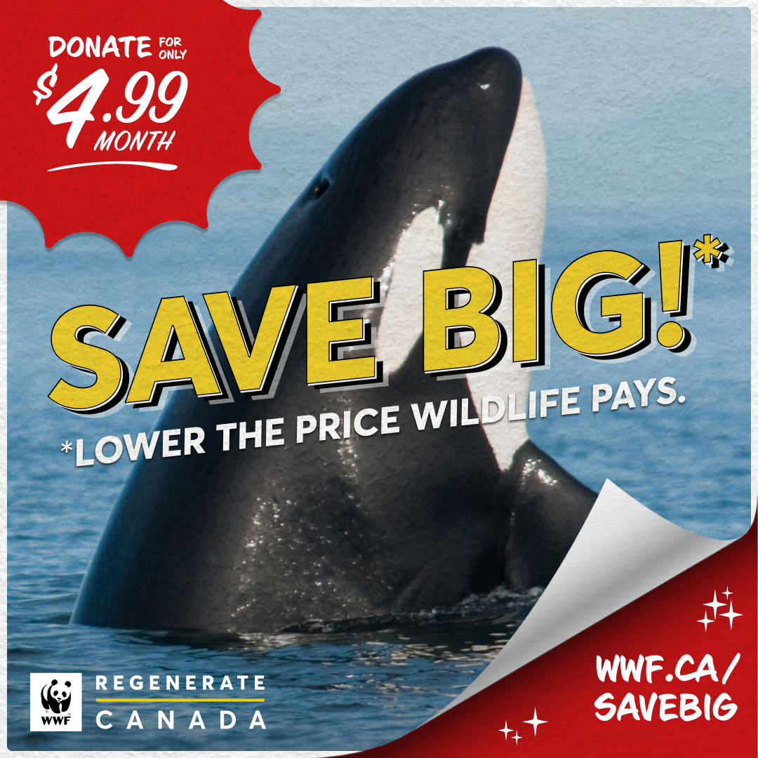 Killer whale surfacing. Text says SAVE BIG: Lower the price wildlife pays. Donate for $4.99