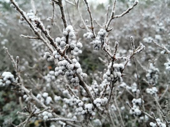 Frosty northern bayberries clustered around the leafless limbs of a shrub.