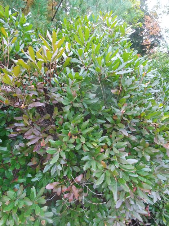 Northern bayberry shrub with lush narrow, shiny green and red leaves with mixed forest in the background.