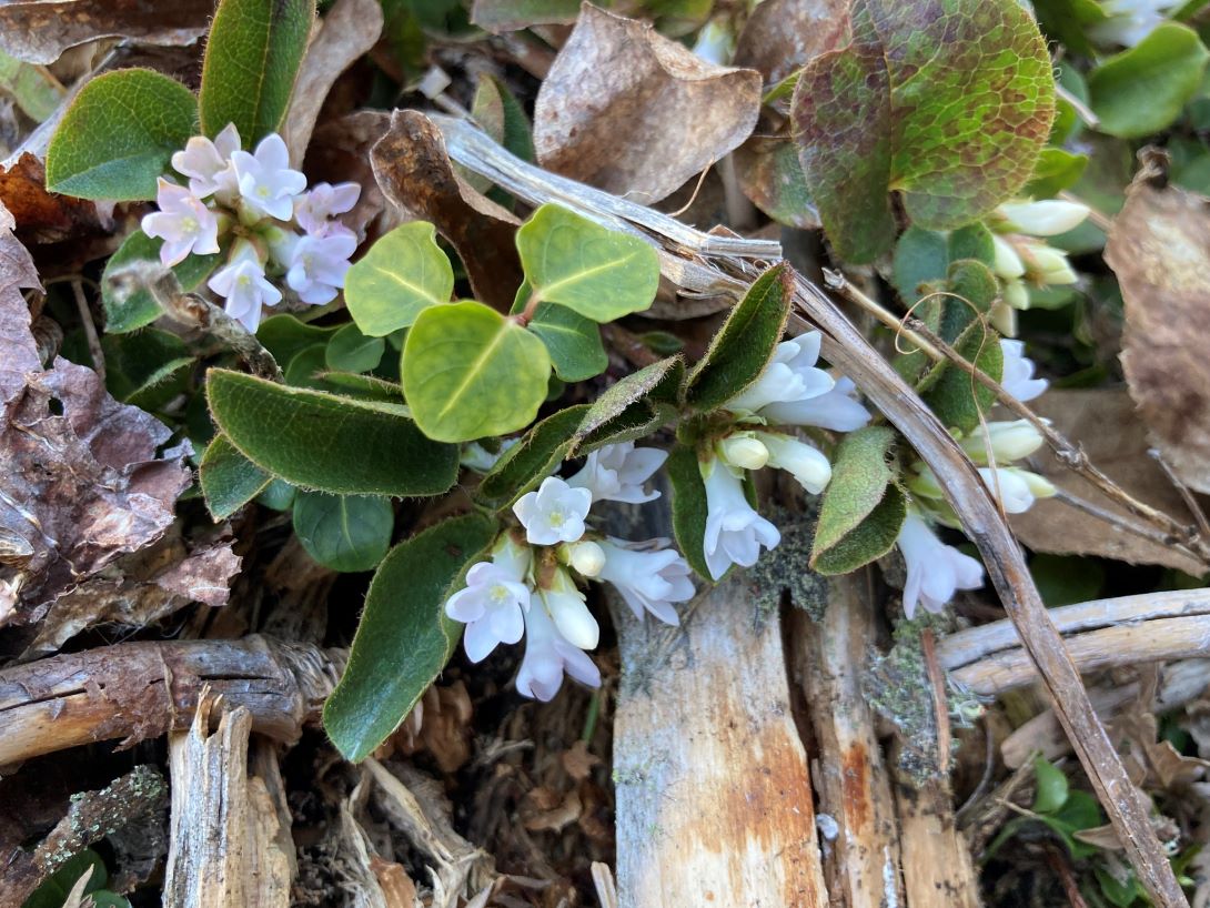 Pale pink star-shaped flowers bloom among fuzzy green leaves on a short plant growing between fallen branches and leaves.