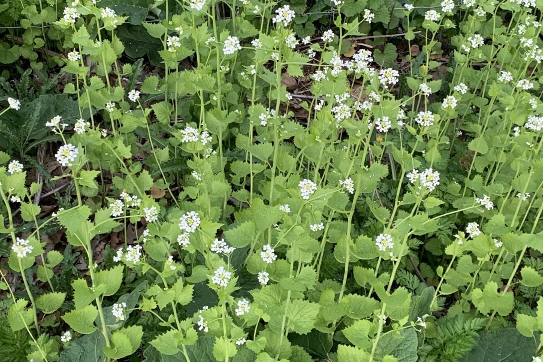 A dense clump of long-stemmed plants with small white flowers