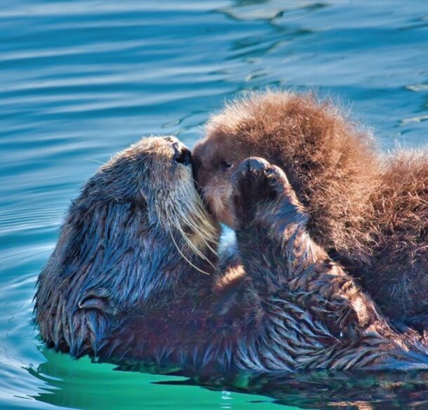 Mother sea otter kissing her pup.