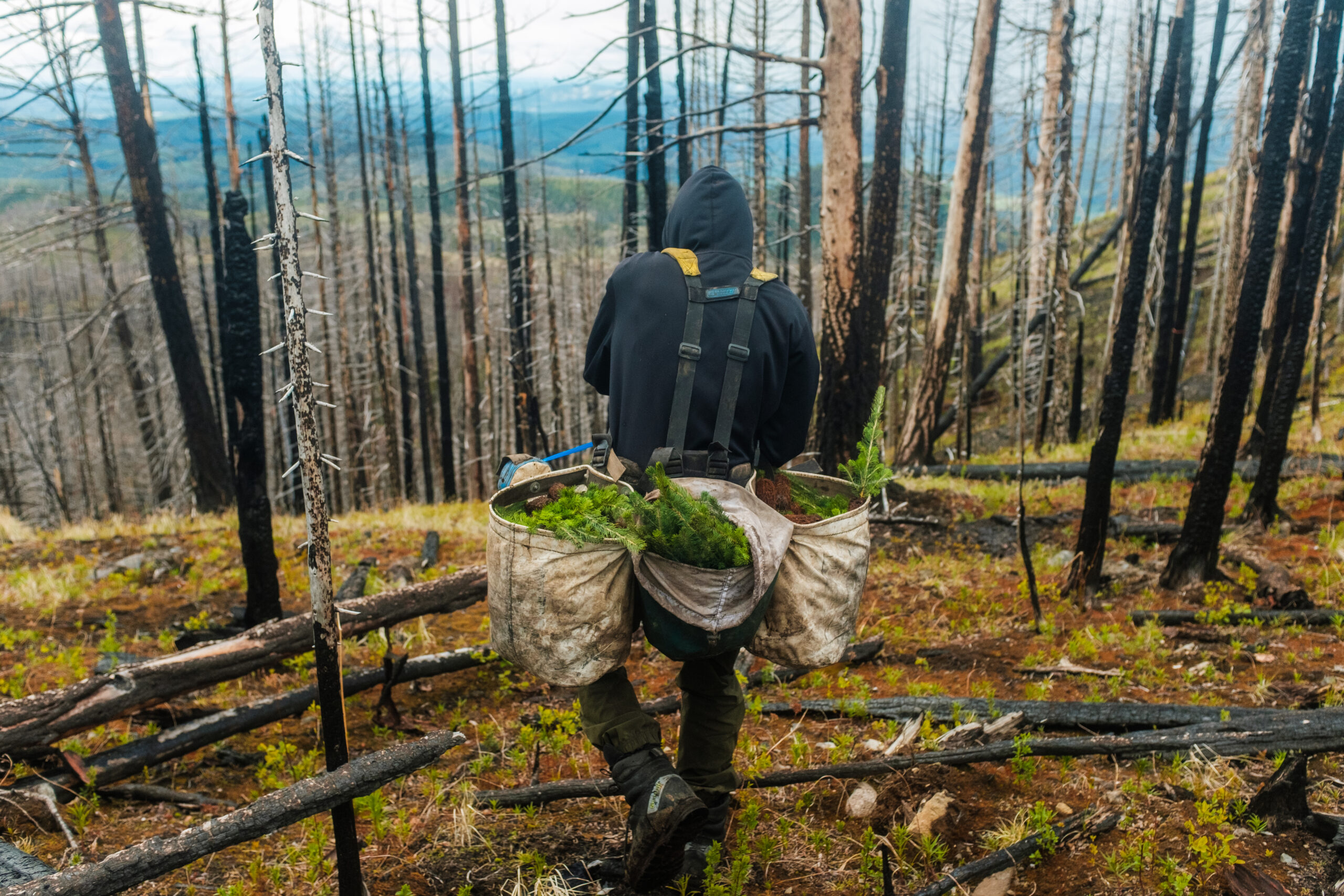 SRSS tree planting in Secwépemc territory