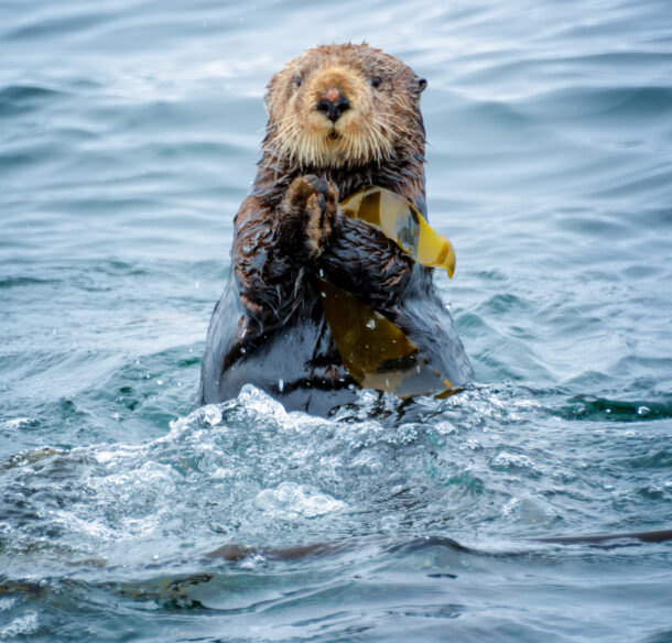 Close up of a sea otter in the ocean in Tofino, Vancouver island, British Columbia, Canada