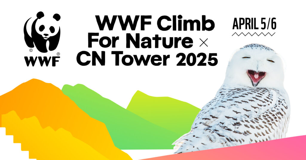 Snowy owl featured in an ad that says WWF Climb for Nature x CN Tower, April 5 and 6, 2025