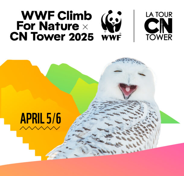 Snowy owl is featured in an ad for WWF's Climb for Nature, happening April 5 & 6 2025