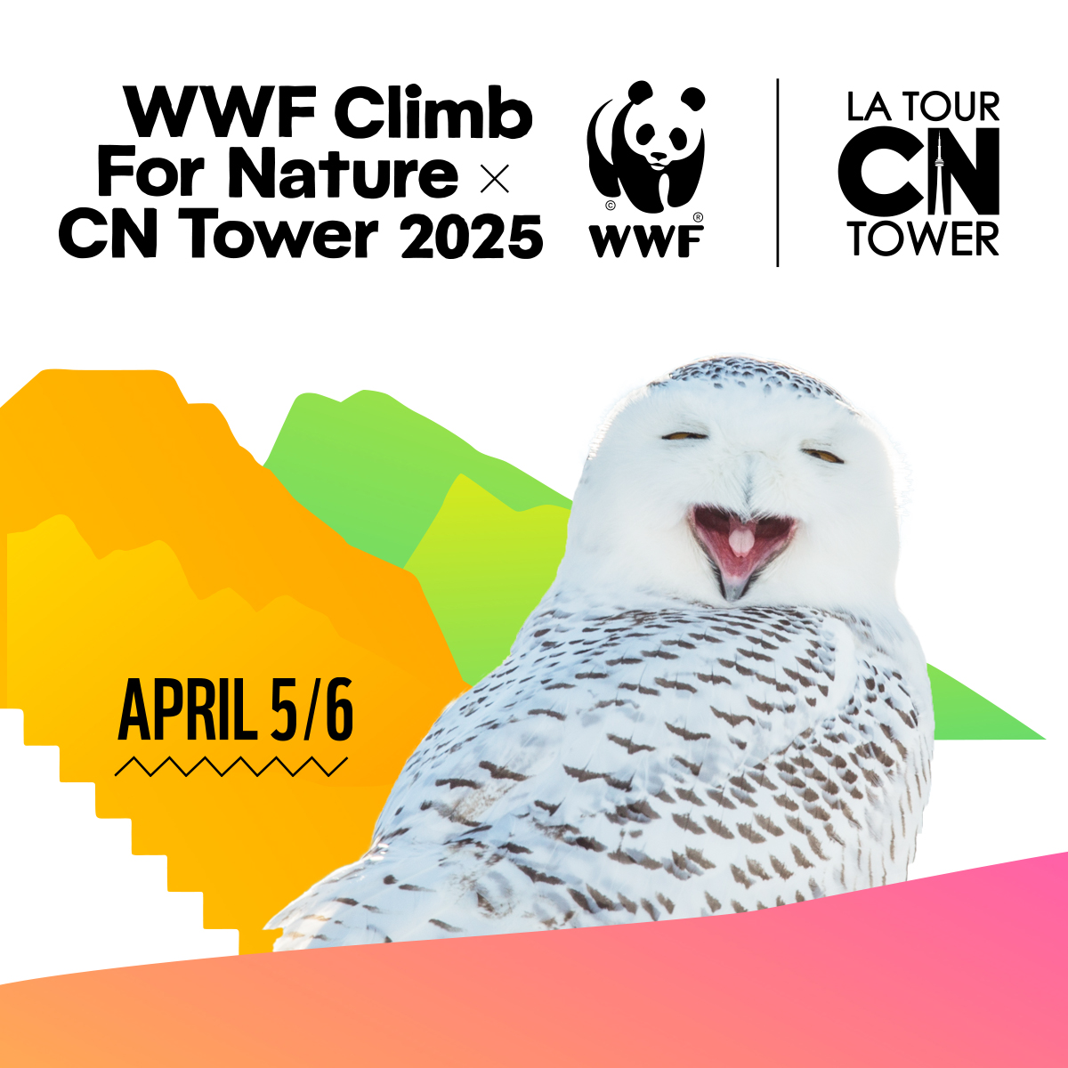 Snowy owl is featured in an ad for WWF's Climb for Nature, happening April 5 & 6 2025