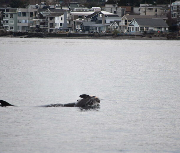 Southern Resident killer whale J35 (also called Tahlequah) observed carrying a newly dead newborn calf.