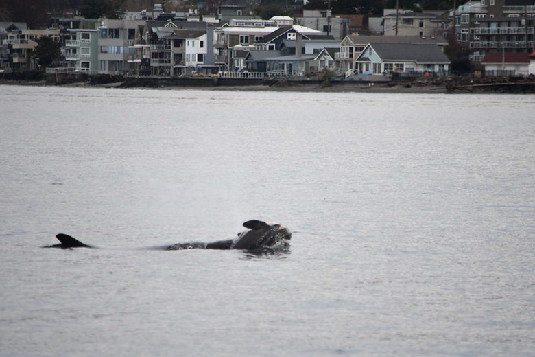 Southern Resident killer whale J35 (also called Tahlequah) observed carrying a newly dead newborn calf.