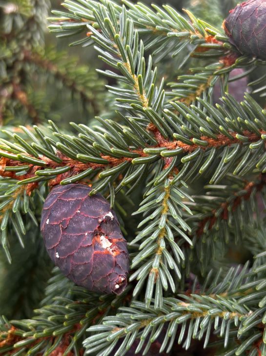 Dark brown, egg-shaped spruce cone among branches covered in blunt green needles.