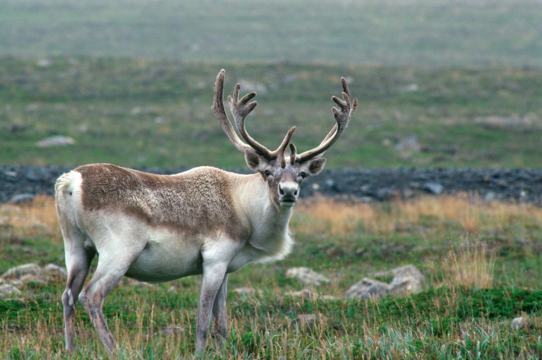 A caribou looks at the camera, standing in front of a landscape with rocky ground and short vegetation.